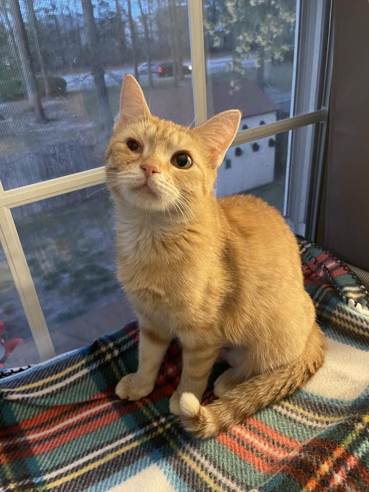 Enlarge Charmander, a Adopted Domestic Short Hair in Virginia Beach, VA image 4/6