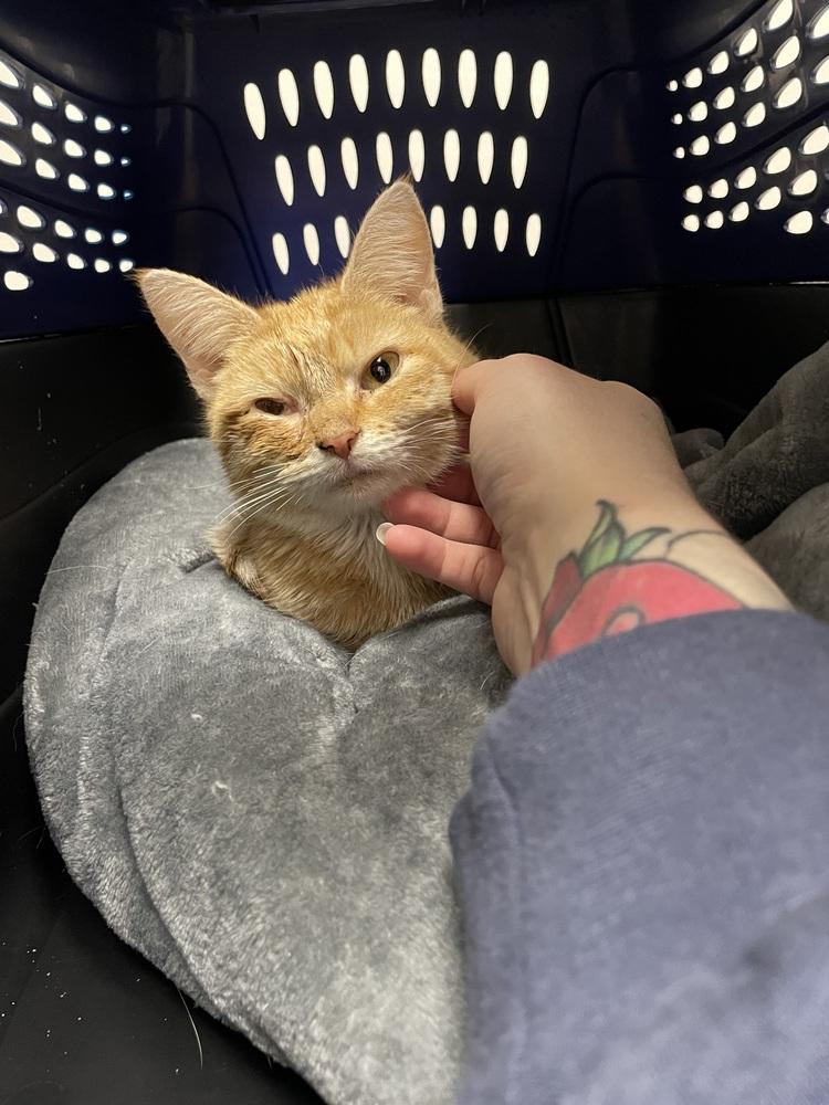 Enlarge Charmander, a Adopted Domestic Short Hair in Virginia Beach, VA image 5/6