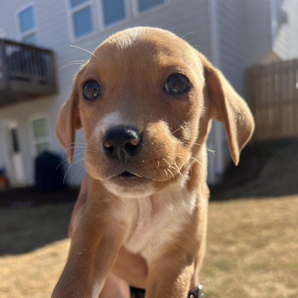 Coco, Adoptable, Adult Female Pit Bull Terrier & Pit Bull Terrier.