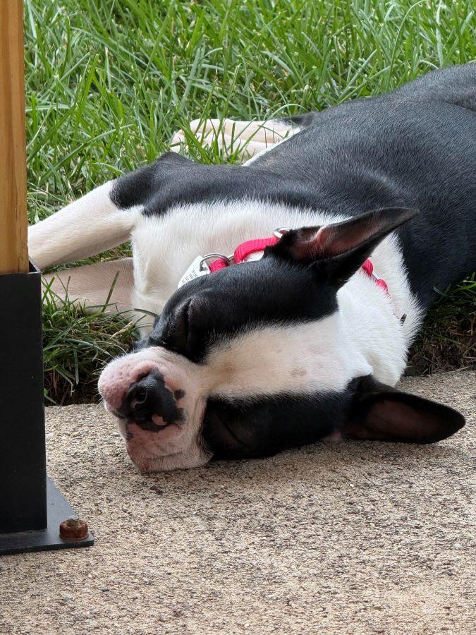 Enlarge Parker, a ADOPTABLE Boston Terrier in Barrington, IL image 3/6