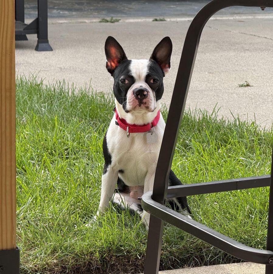 Enlarge Parker, a ADOPTABLE Boston Terrier in Barrington, IL image 2/6