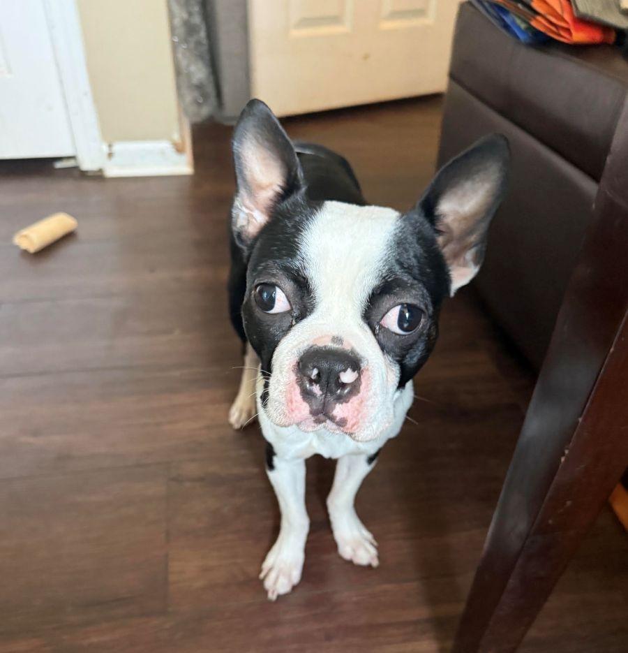 Enlarge Parker, a ADOPTABLE Boston Terrier in Barrington, IL image 6/6
