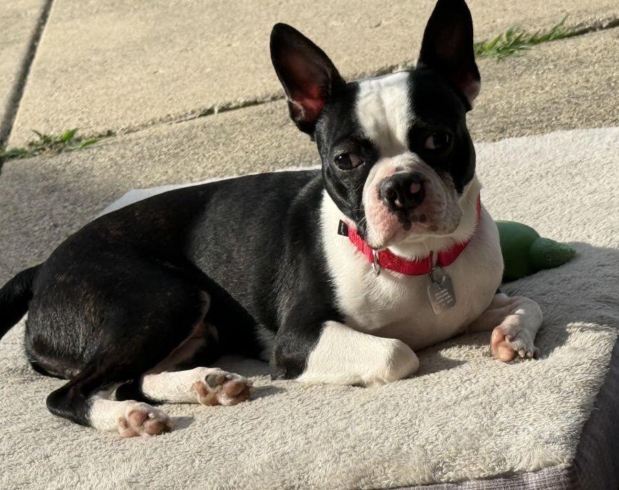 Enlarge Parker, a ADOPTABLE Boston Terrier in Barrington, IL image 1/6