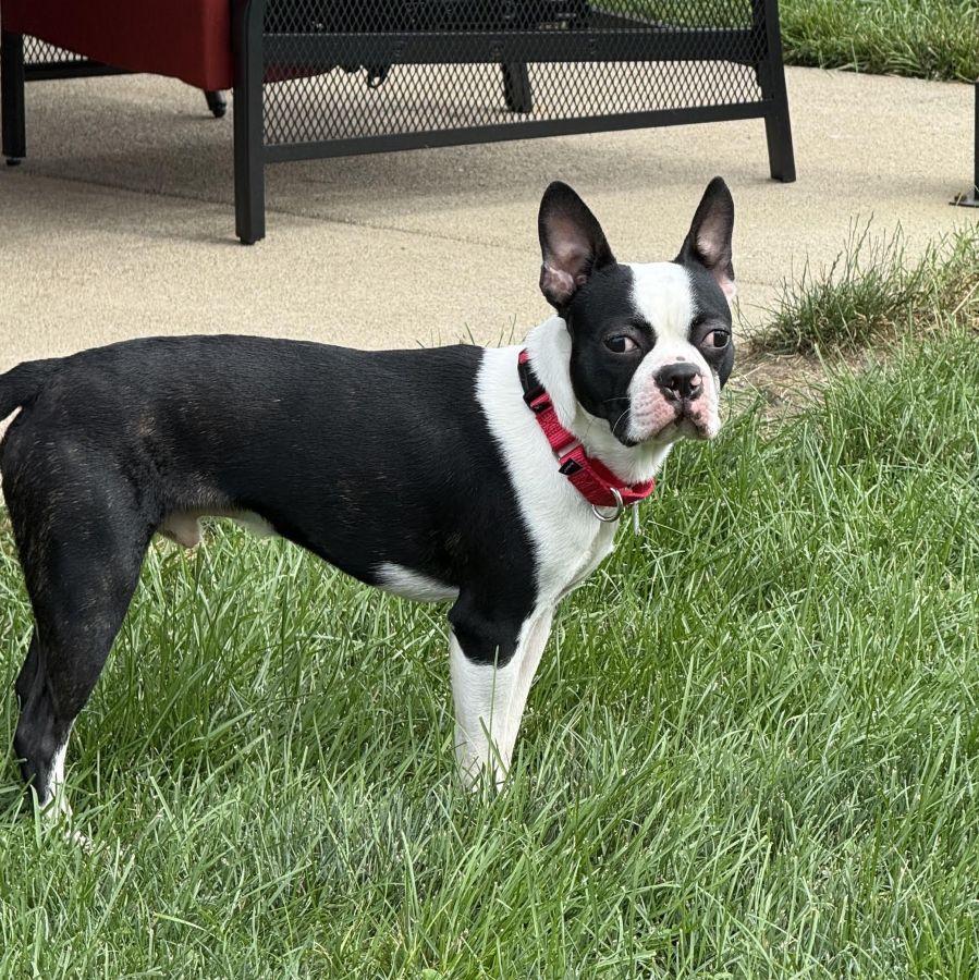 Enlarge Parker, a ADOPTABLE Boston Terrier in Barrington, IL image 4/6