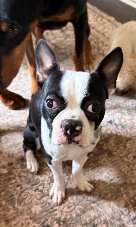 Enlarge Parker, a ADOPTABLE Boston Terrier in Barrington, IL image 5/6