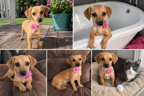 Pammy, an adoptable Chiweenie in Hartford, CT image 3/5