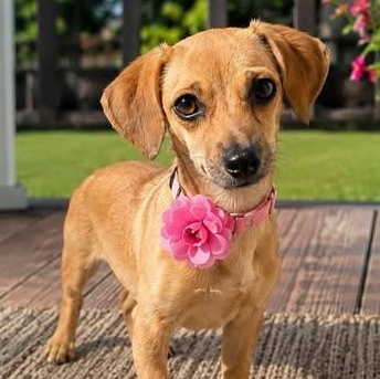 Pammy, an adoptable Chiweenie in Hartford, CT image 5/5