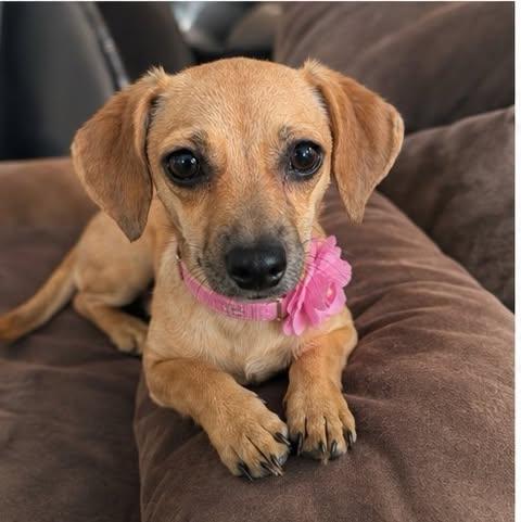 Pammy, an adoptable Chiweenie in Hartford, CT image 2/5
