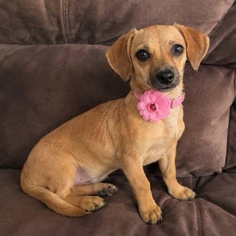 Pammy, an adoptable Chiweenie in Hartford, CT image 1/5