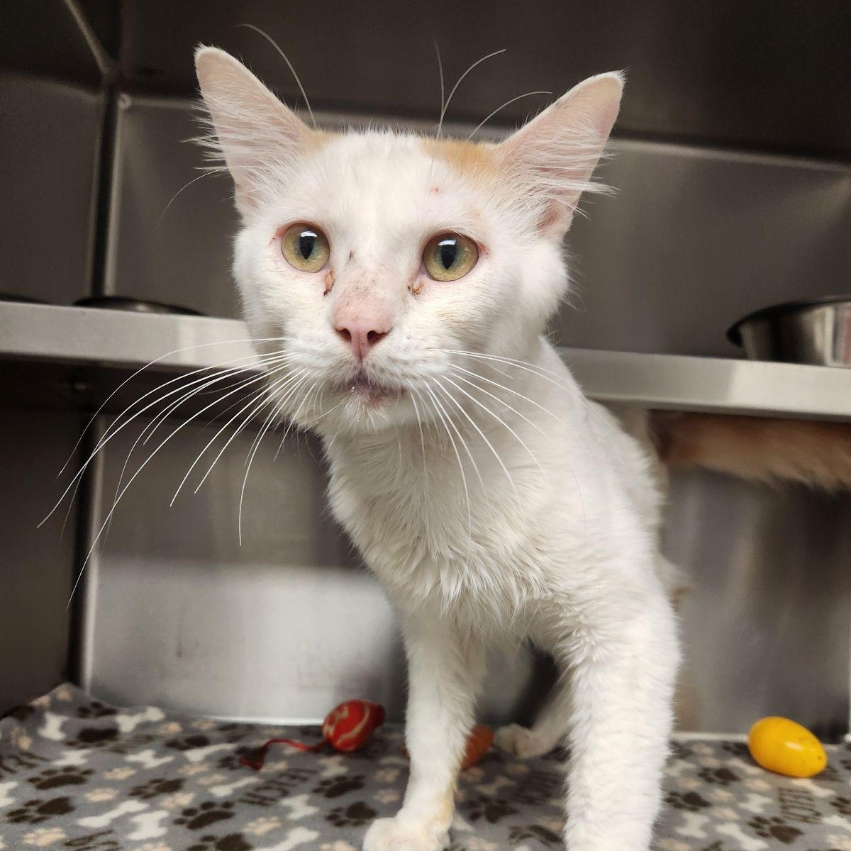 Enlarge Herbert, a ADOPTABLE Domestic Short Hair in Liberty, MO image 2/6