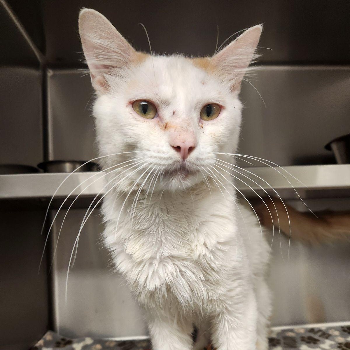 Enlarge Herbert, a ADOPTABLE Domestic Short Hair in Liberty, MO image 3/6