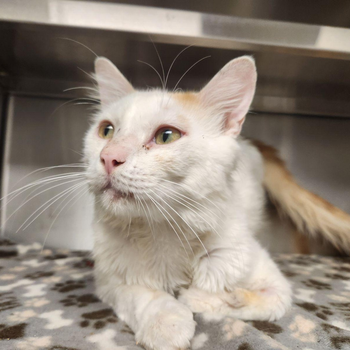 Herbert, ADOPTABLE, Young Male Domestic Short Hair.