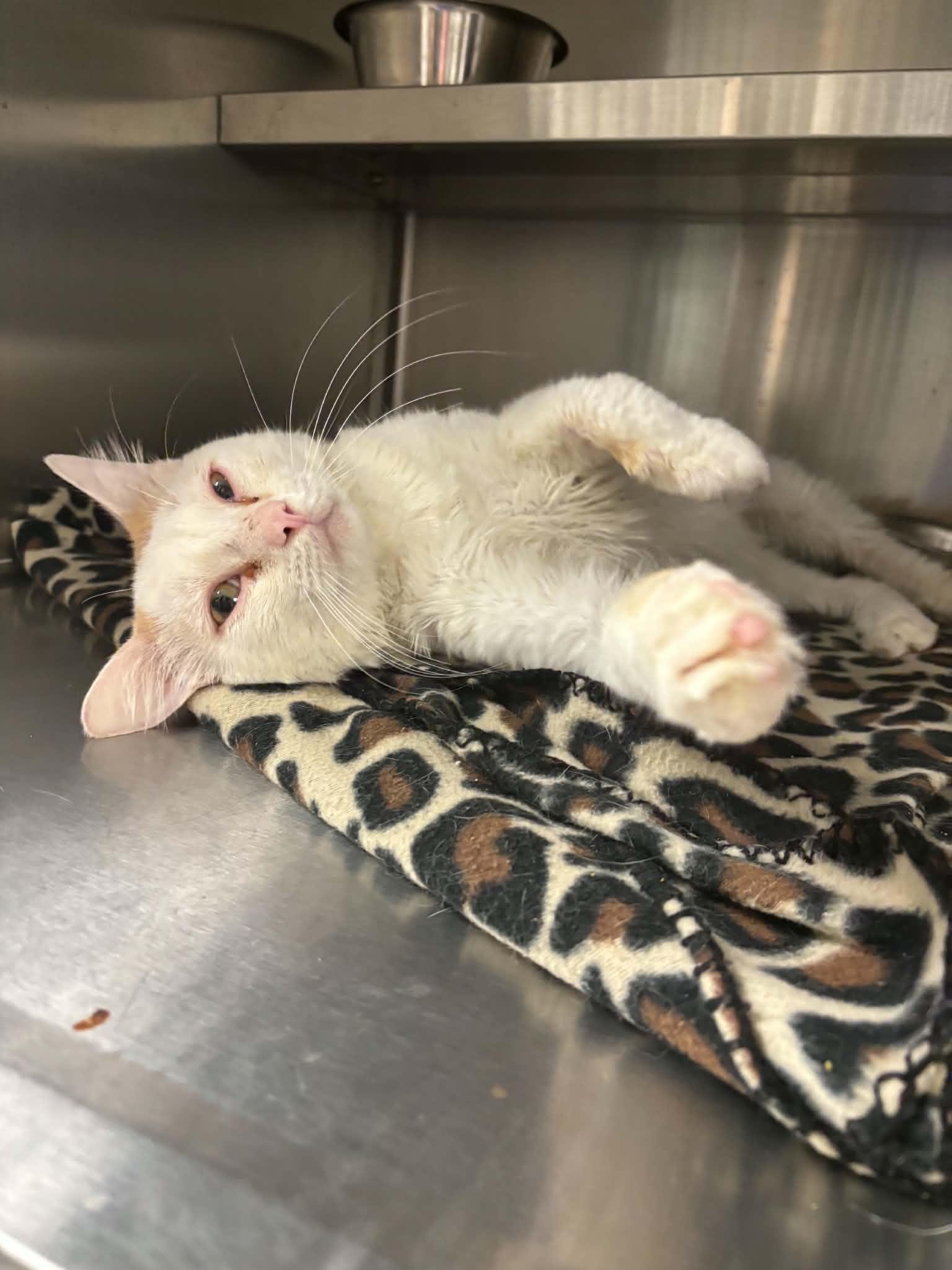 Enlarge Herbert, a ADOPTABLE Domestic Short Hair in Liberty, MO image 5/6