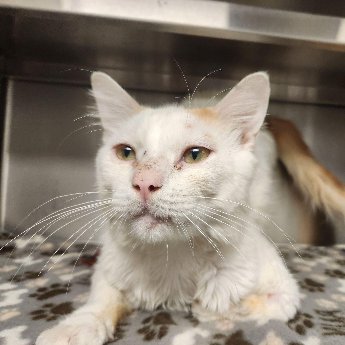Enlarge Herbert, a ADOPTABLE Domestic Short Hair in Liberty, MO image 4/6