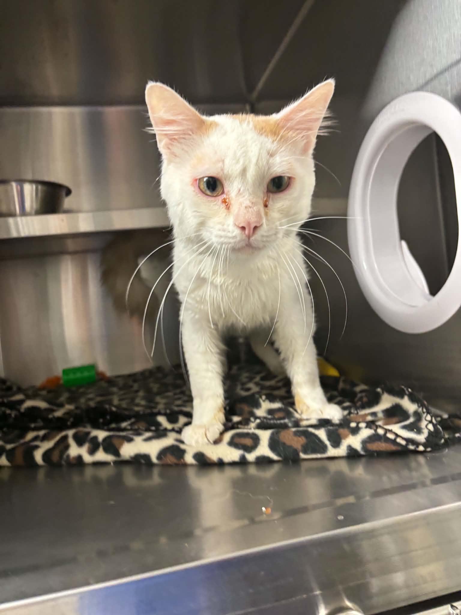 Enlarge Herbert, a ADOPTABLE Domestic Short Hair in Liberty, MO image 6/6