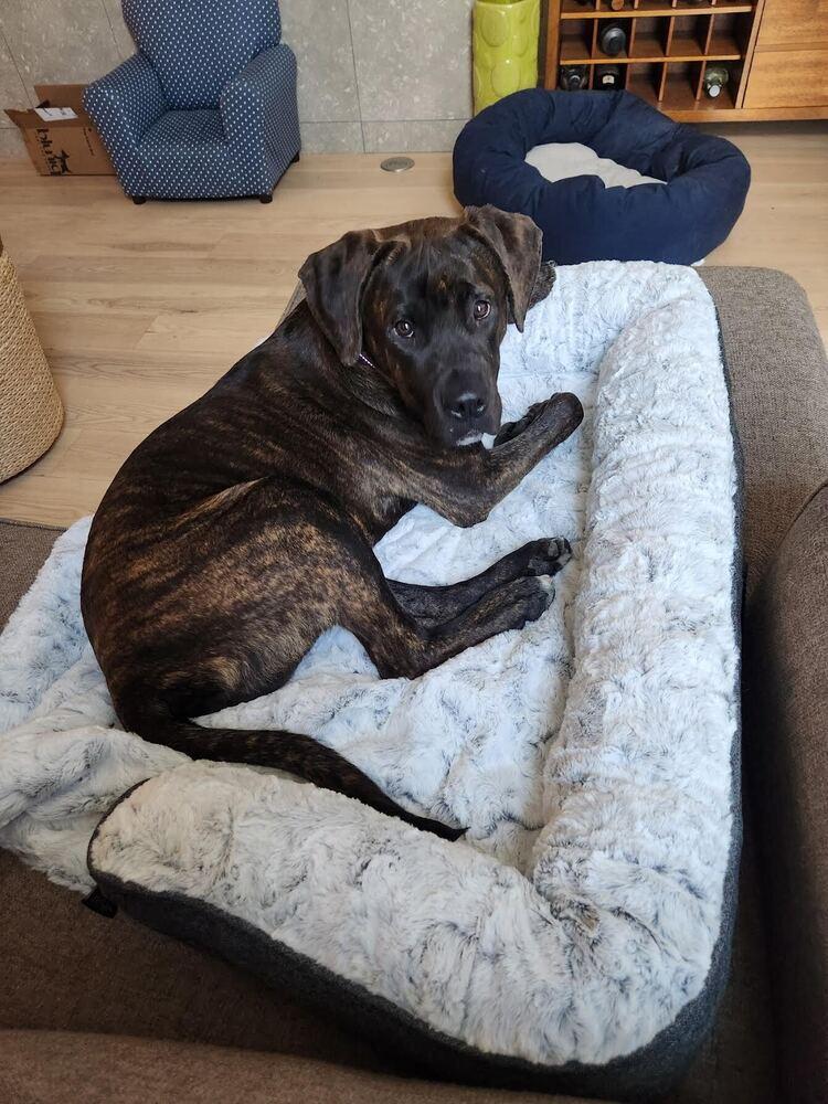 Huckleberry, Adoptable, Young Male Mastiff.