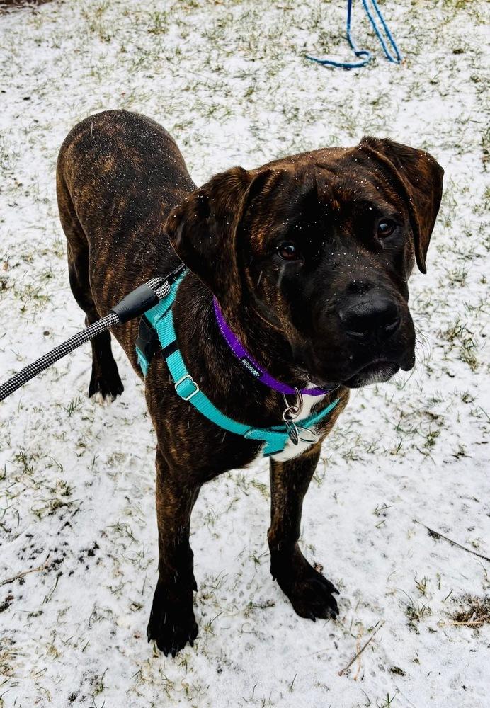 Huckleberry thumbnail 3