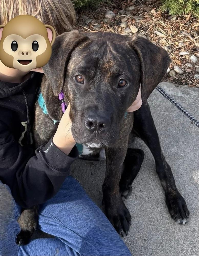 Huckleberry thumbnail 4