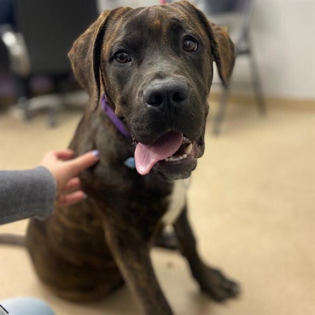 Huckleberry thumbnail 5