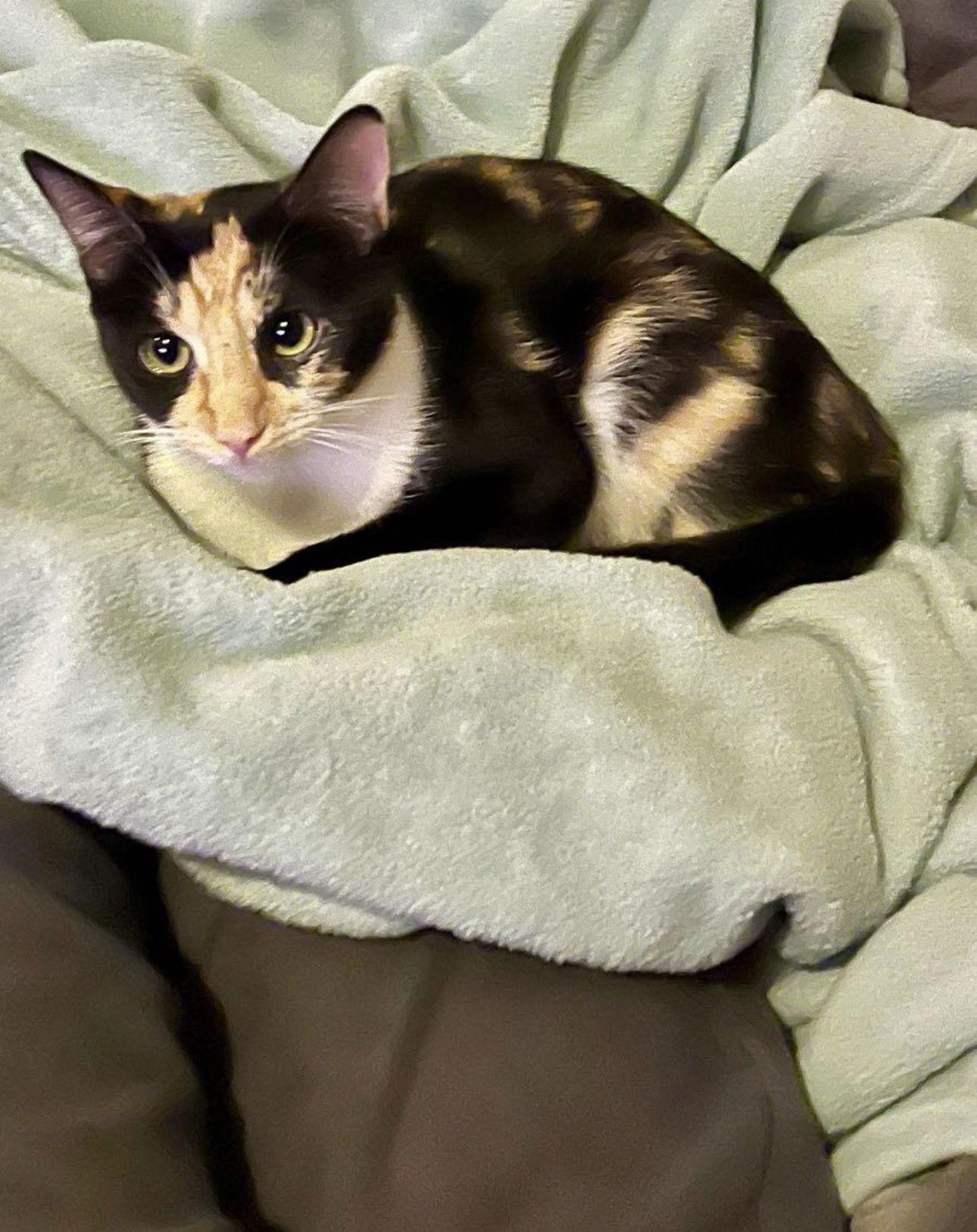 Cali — thumbnail 2