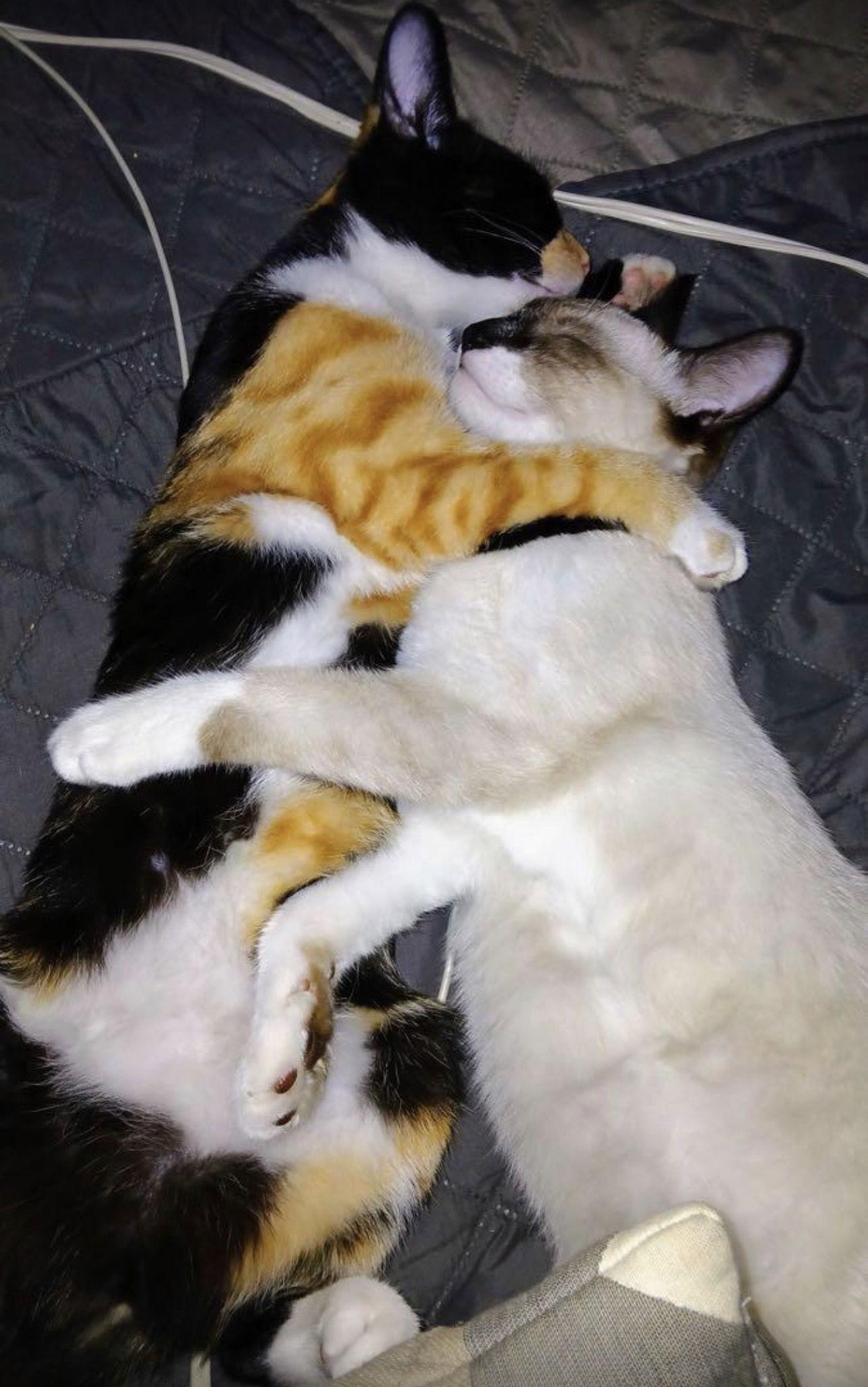 Cali — thumbnail 5