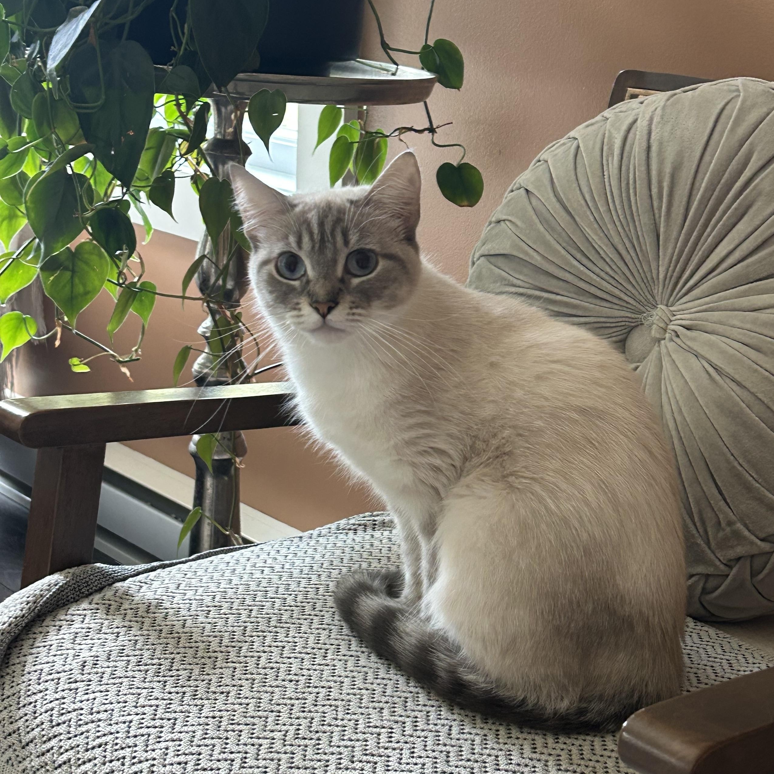 Enlarge Phoebe, a Adoptable Domestic Short Hair in Wakefield, QC image 2/4