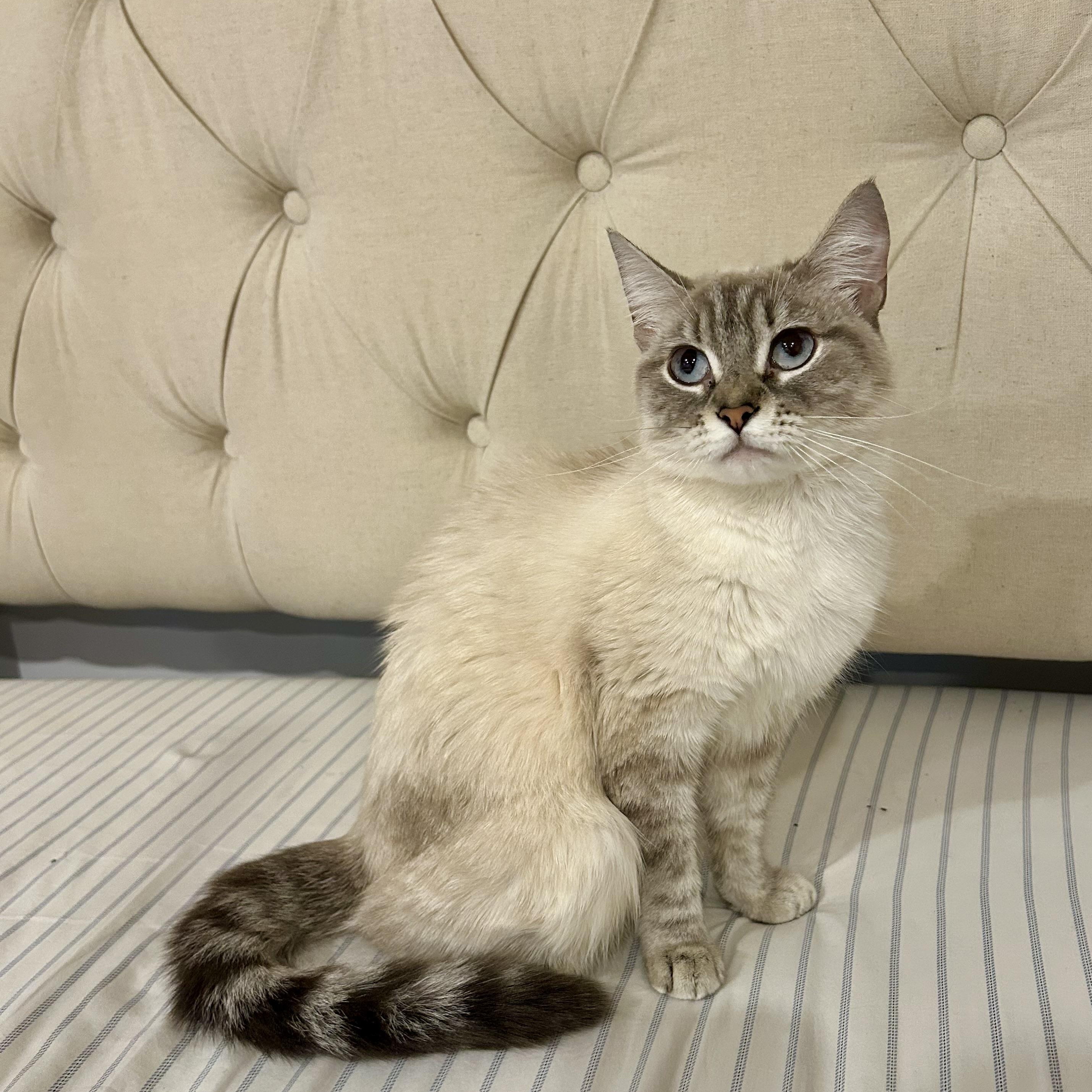 Enlarge Phoebe, a Adoptable Domestic Short Hair in Wakefield, QC image 4/4