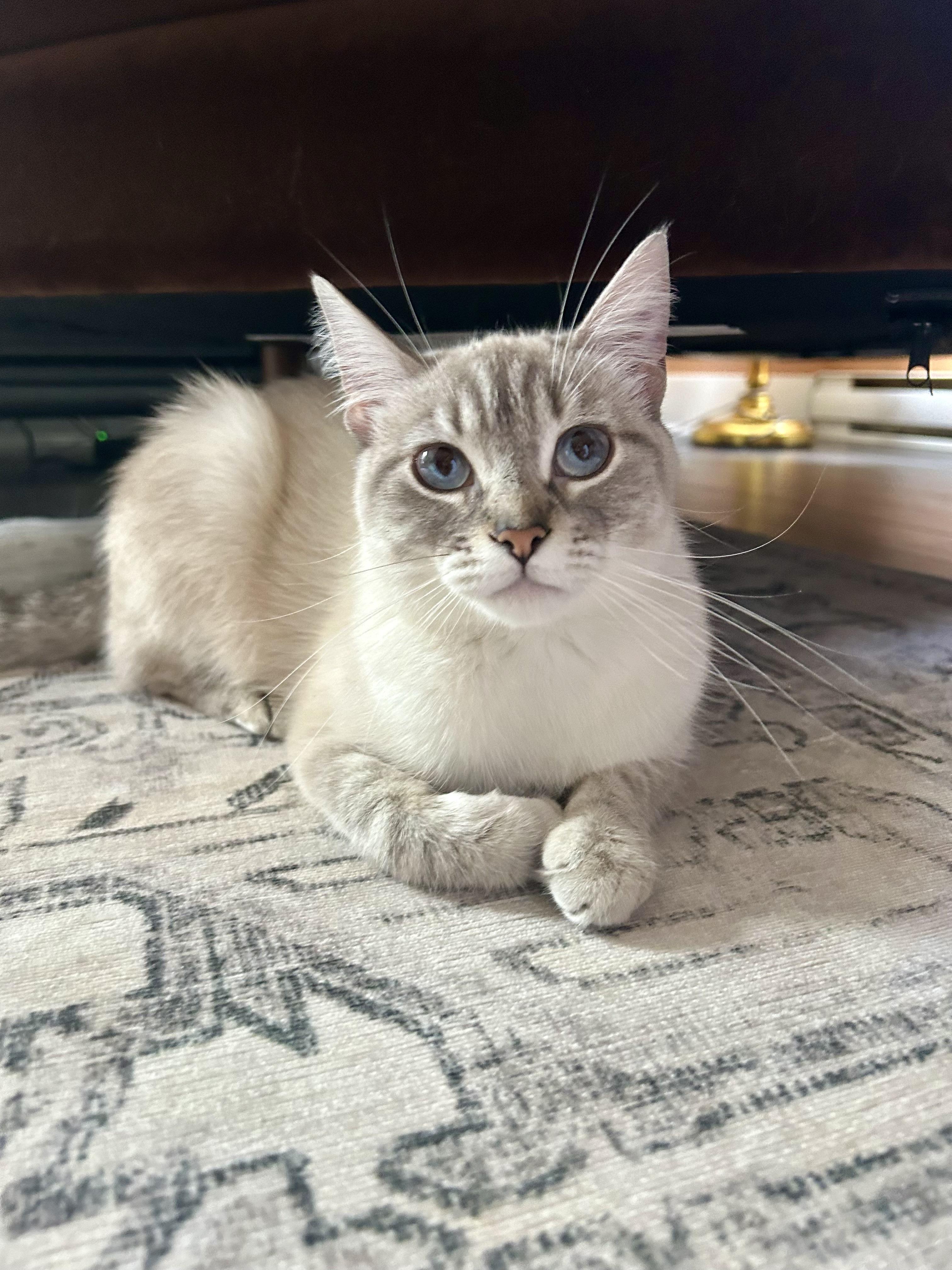 Phoebe, Adoptable, Young Female Domestic Short Hair.