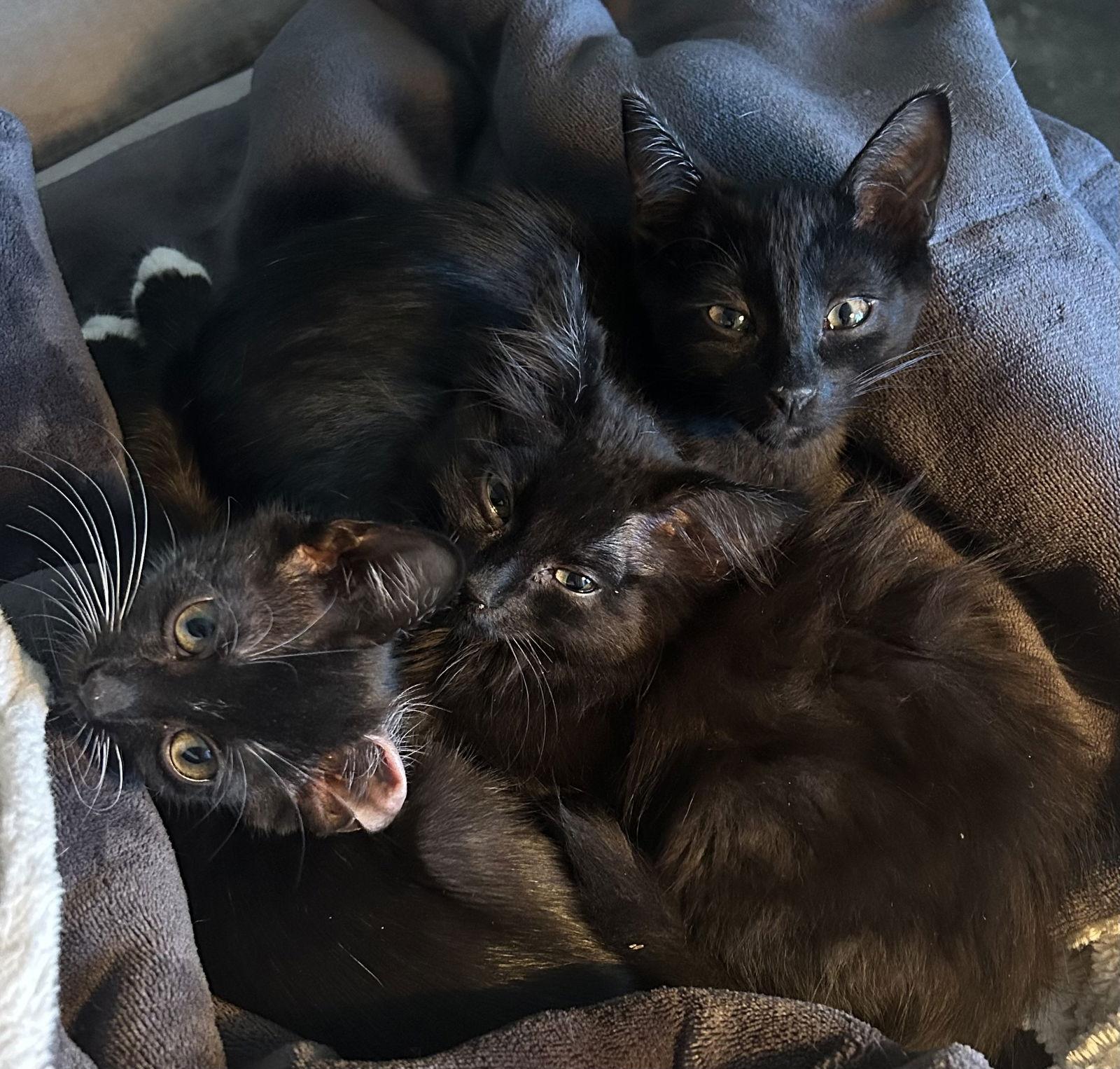 Boo!, Adopted, Young Male Domestic Short Hair.