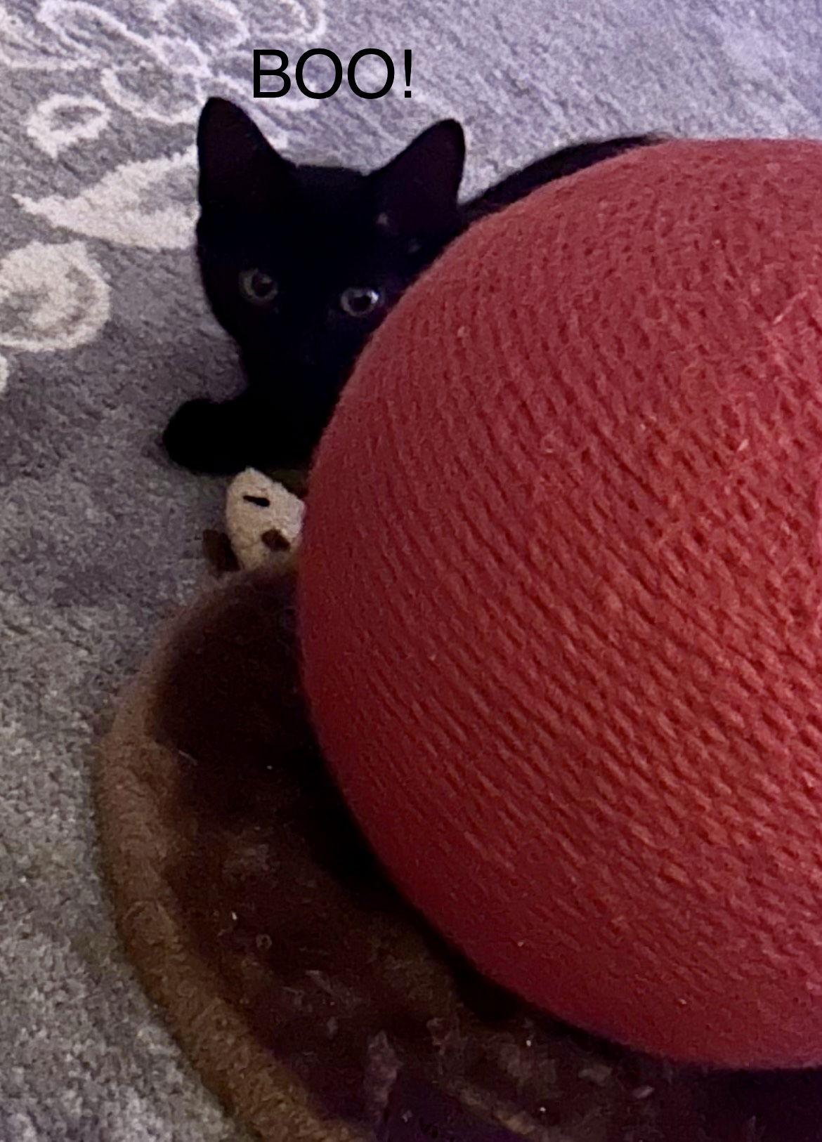 Enlarge Boo!, a Adopted Domestic Short Hair in Winter Garden, FL image 2/2