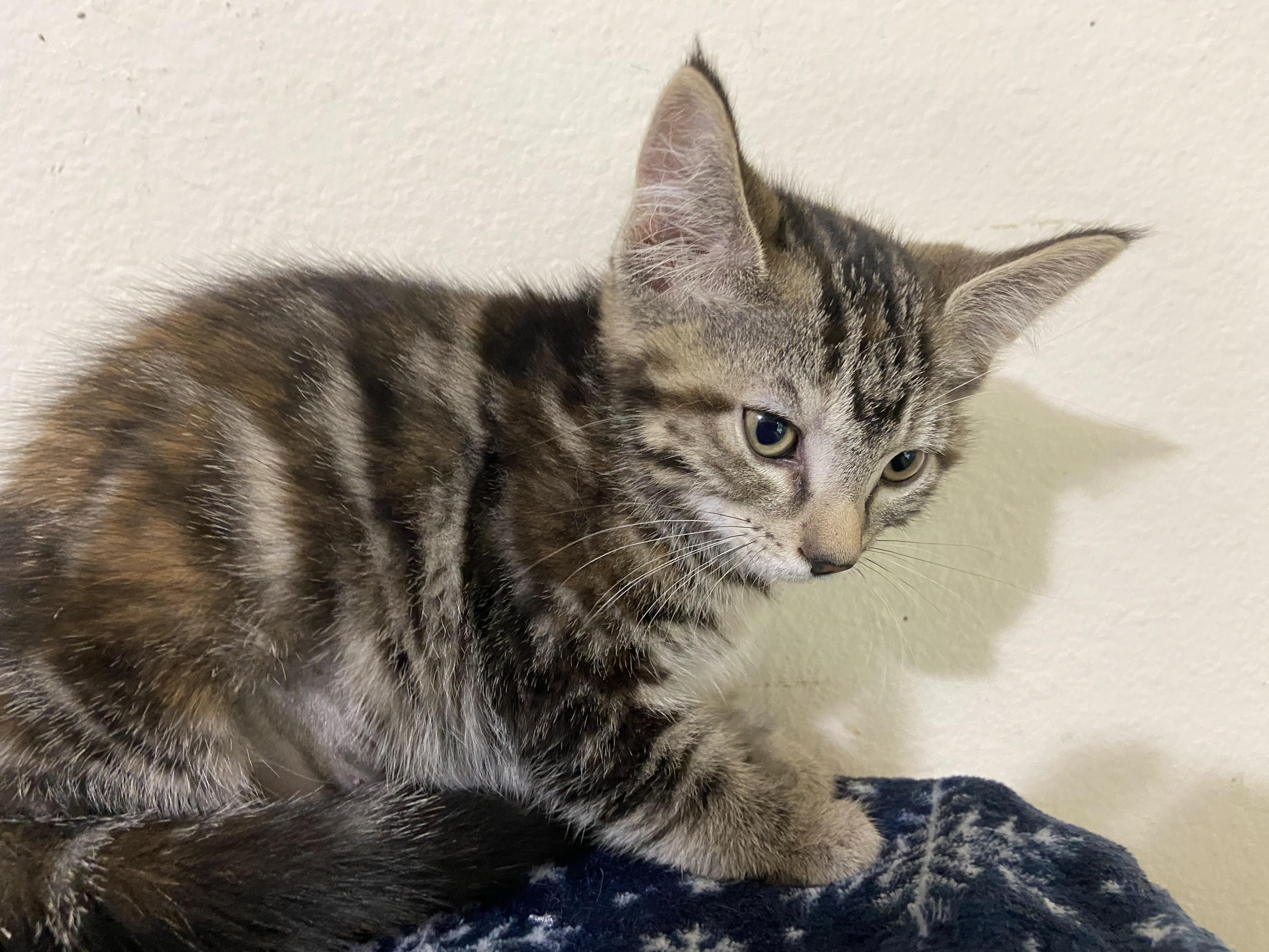 Gucci, Baby Female Domestic Short Hair