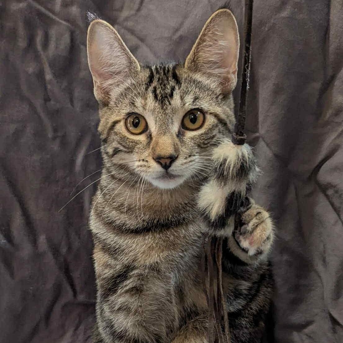 Gucci, a Adoptable Domestic Short Hair in Portland, OR image 1/5