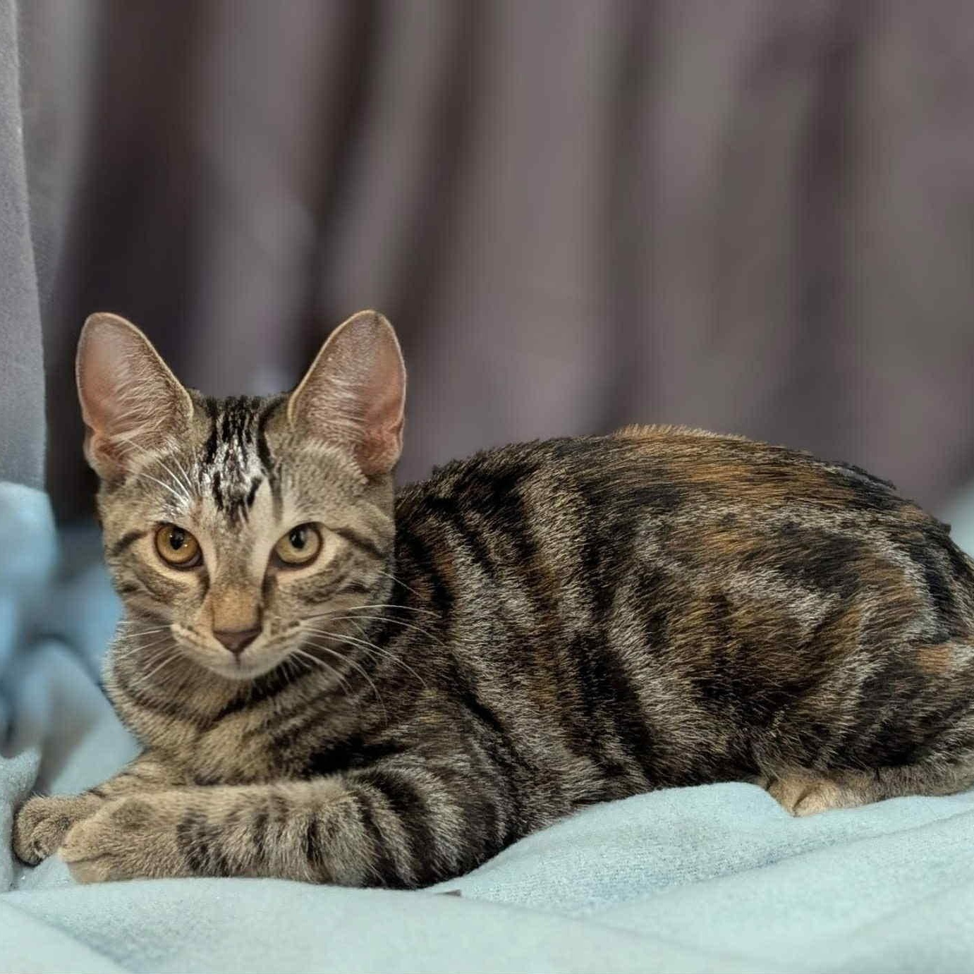 Gucci, a Adoptable Domestic Short Hair in Portland, OR image 2/5