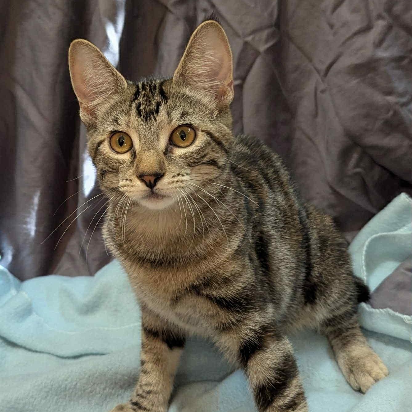 Gucci, a Adoptable Domestic Short Hair in Portland, OR image 3/5