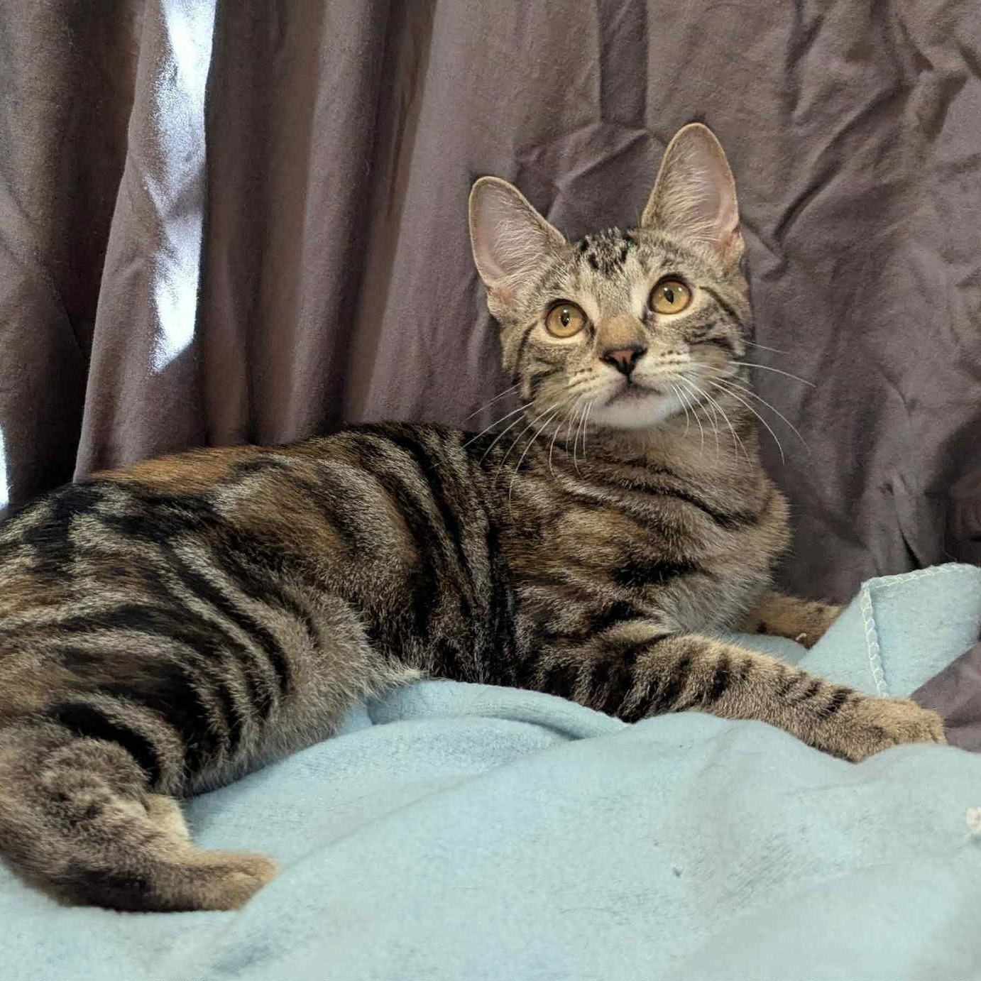 Gucci, a Adoptable Domestic Short Hair in Portland, OR image 4/5