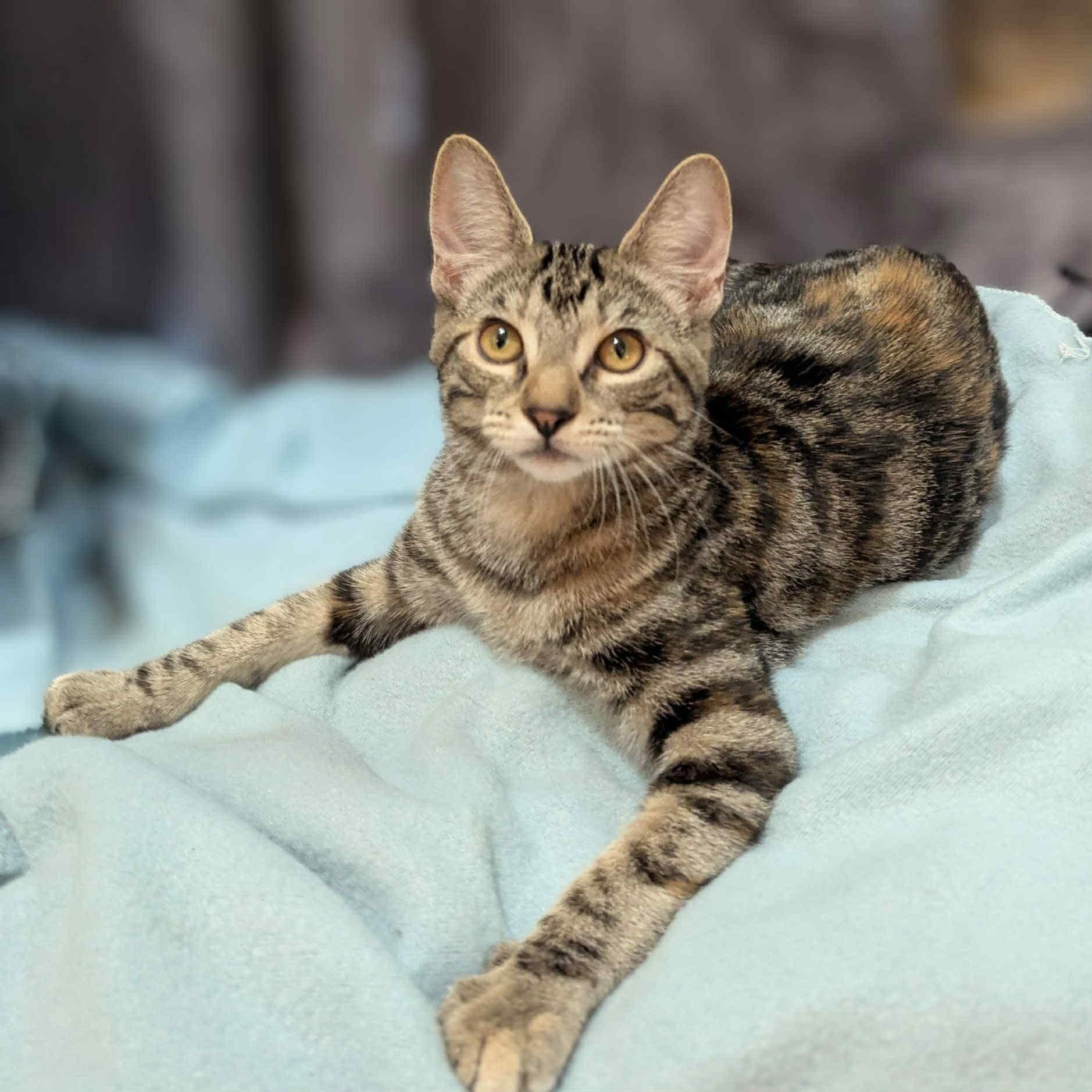 Gucci, a Adoptable Domestic Short Hair in Portland, OR image 5/5