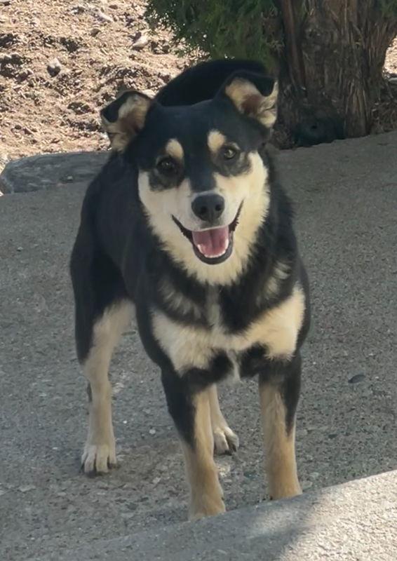 Hansel, Adoptable, Puppy Male Border Collie & Husky.