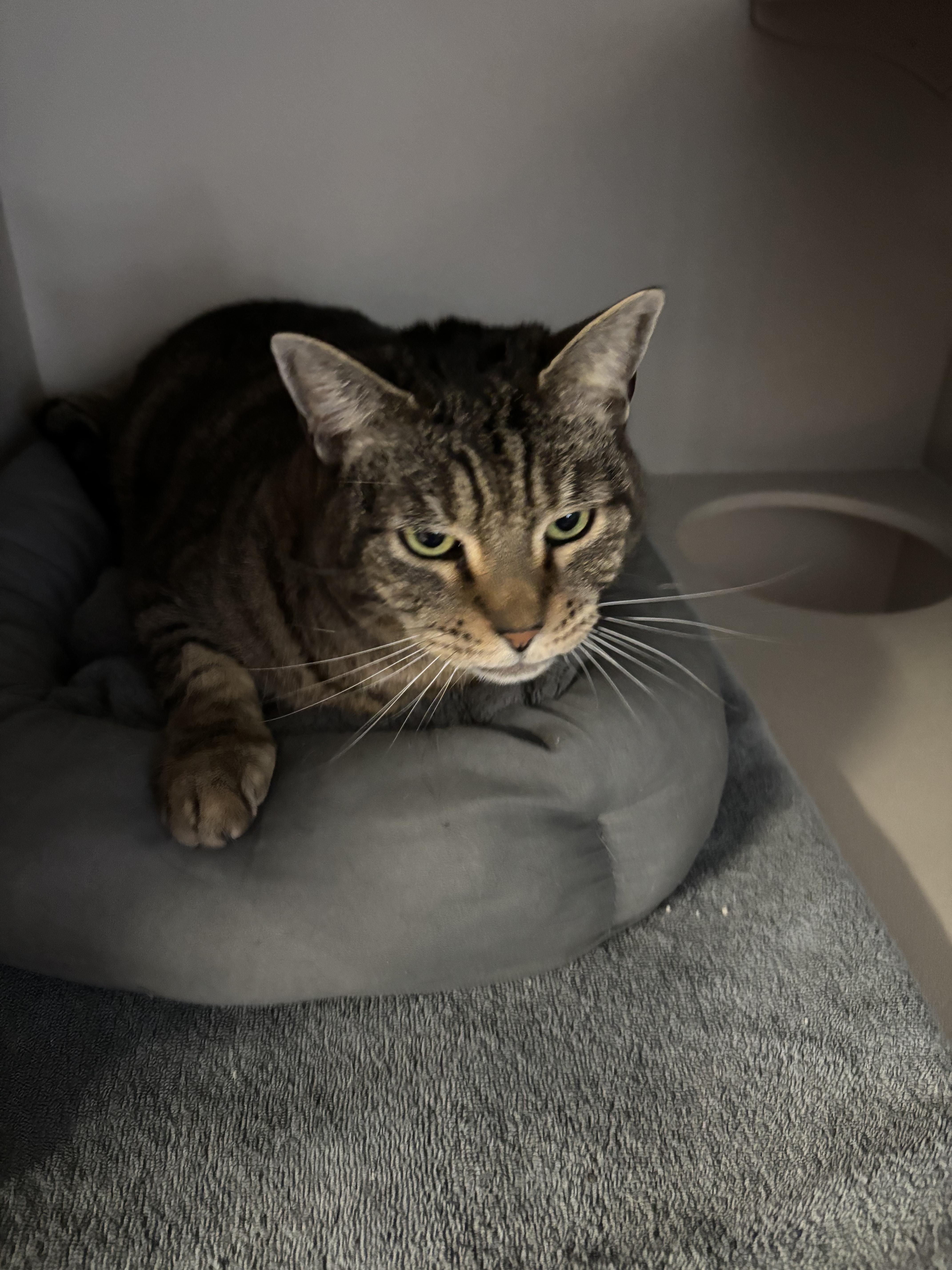 Enlarge May, an adopted Tabby in Phoenix, AZ image 2/3