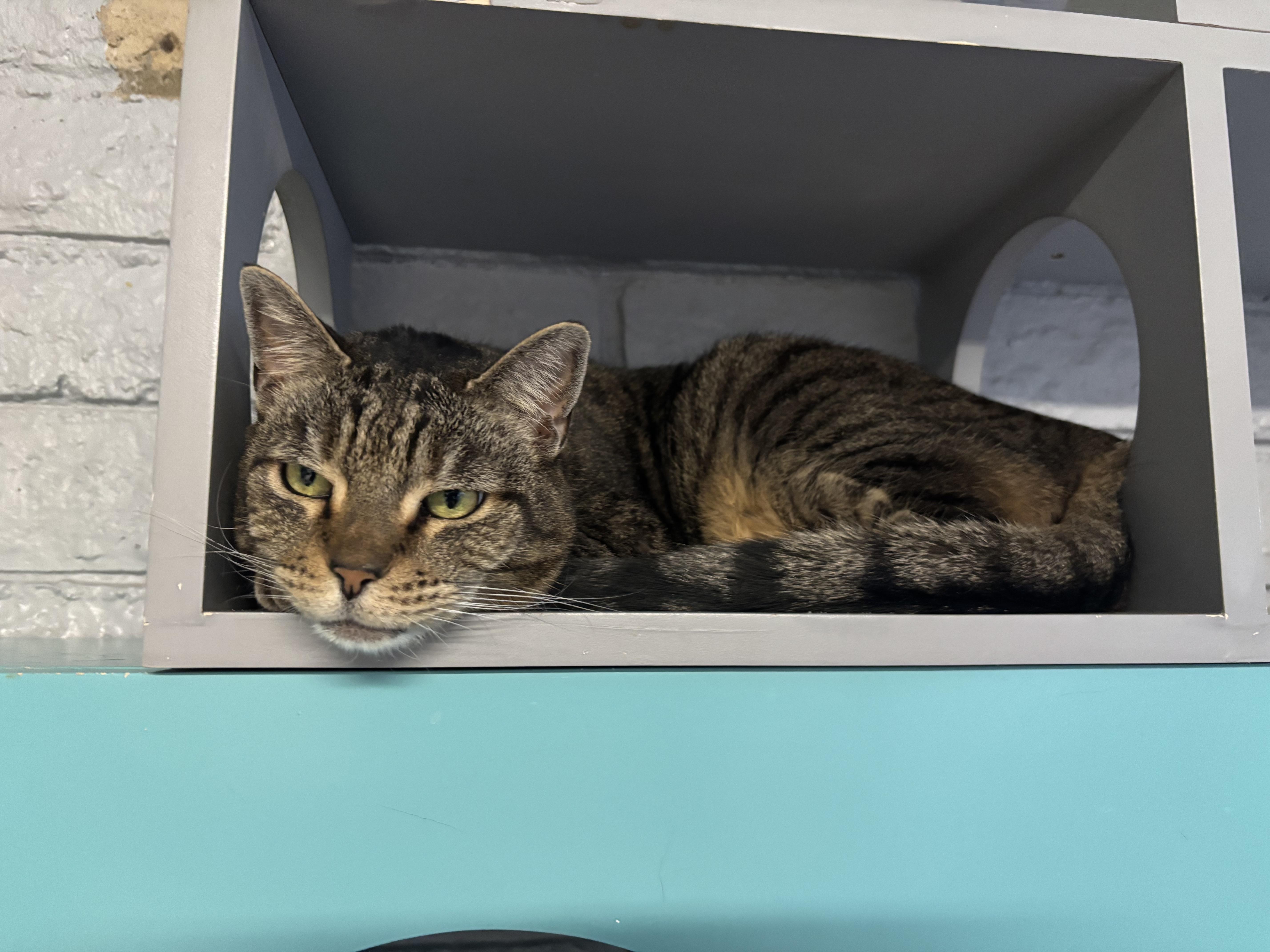 May, adopted, Senior Female Tabby.