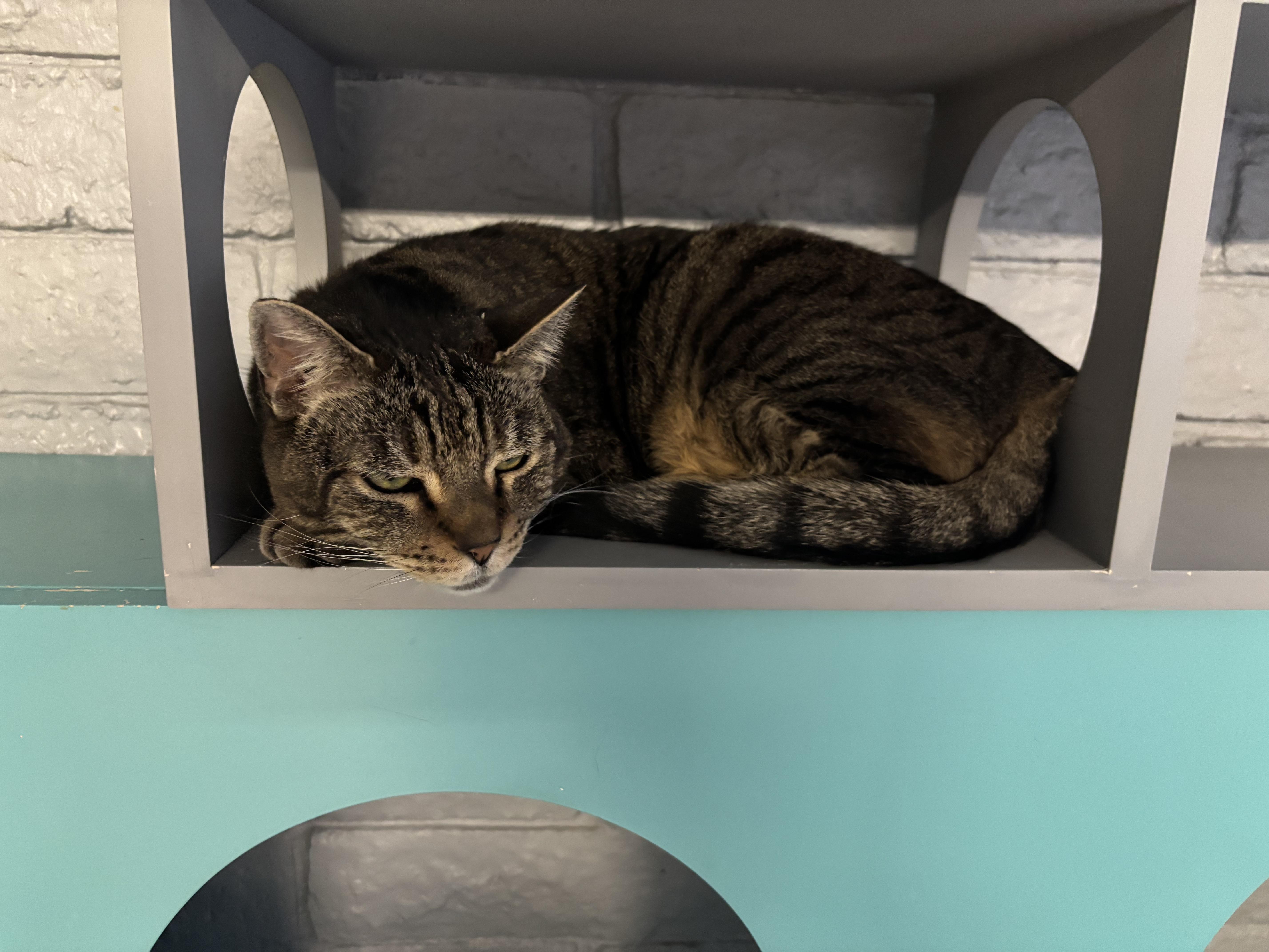 Enlarge May, an adopted Tabby in Phoenix, AZ image 3/3