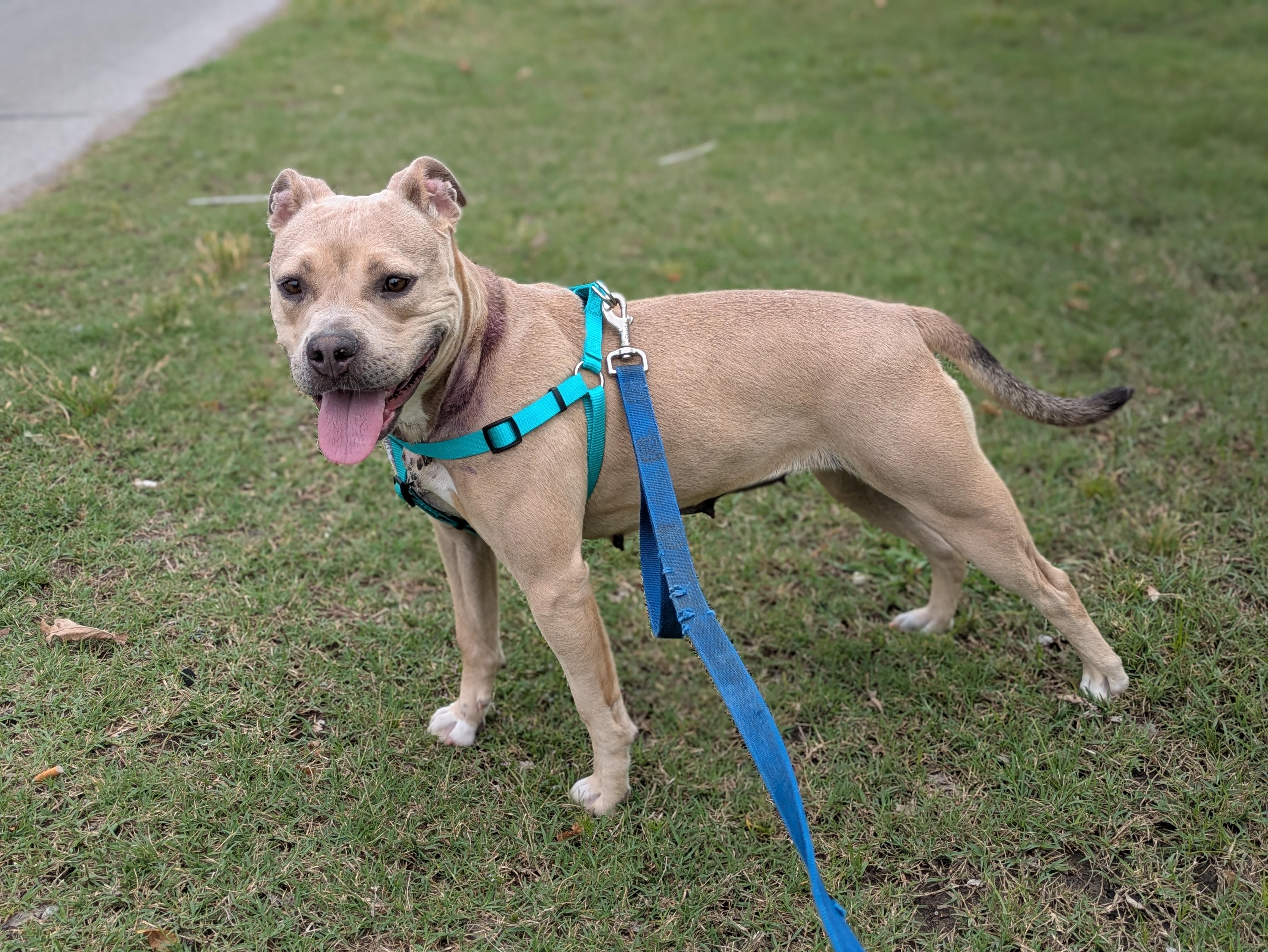 Enlarge Arya, a ADOPTABLE mixed breed in Huntsville, AL image 2/6