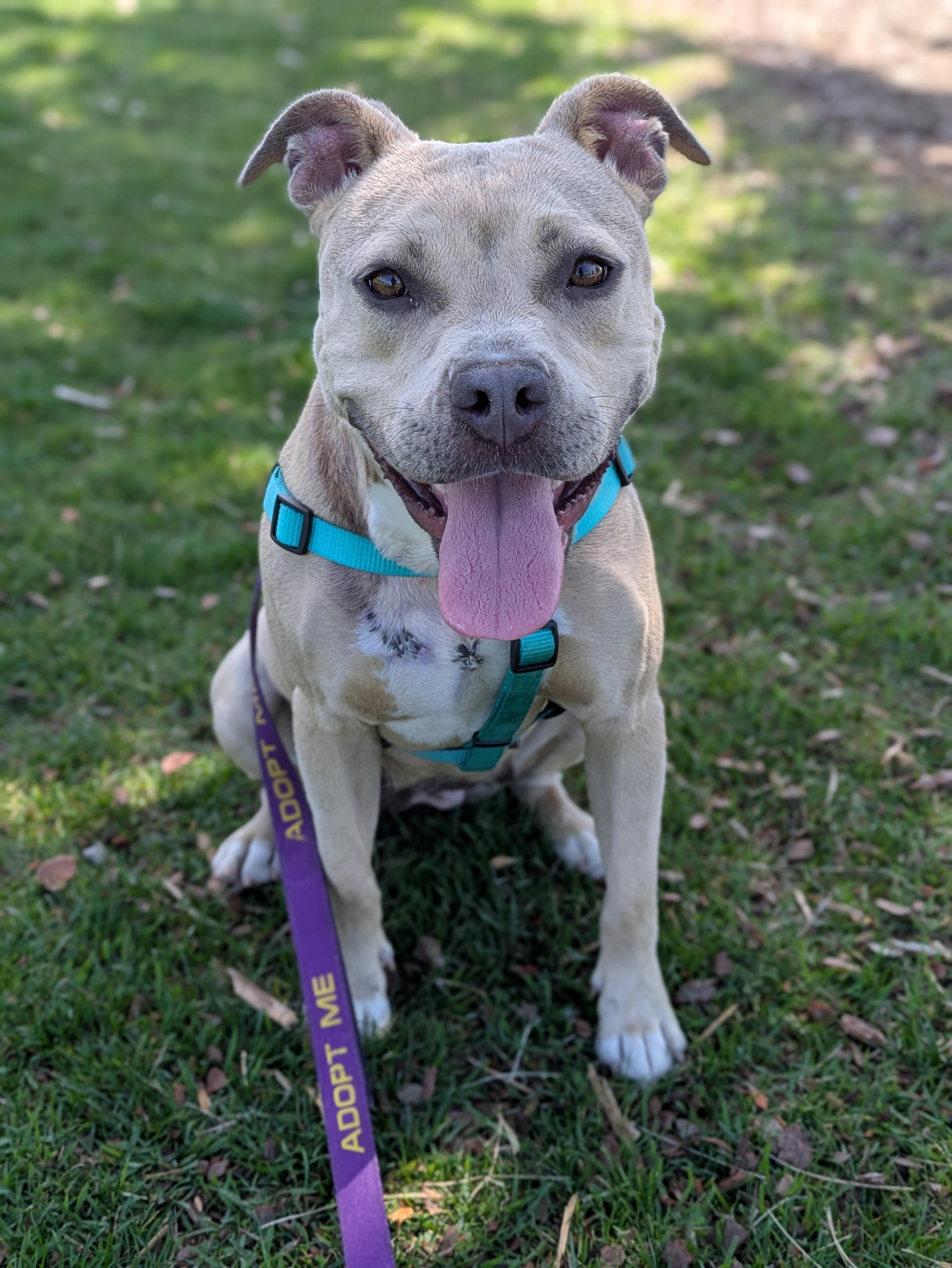 Arya, ADOPTABLE, Adult Female Mixed Breed.