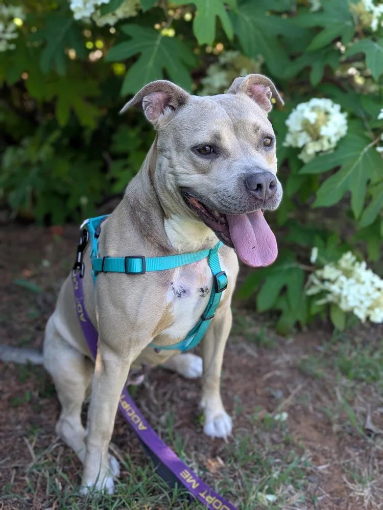 Enlarge Arya, a ADOPTABLE mixed breed in Huntsville, AL image 4/6