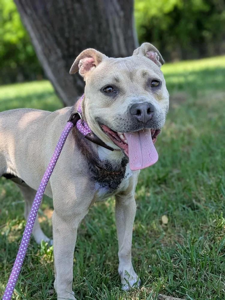 Enlarge Arya, a ADOPTABLE mixed breed in Huntsville, AL image 6/6