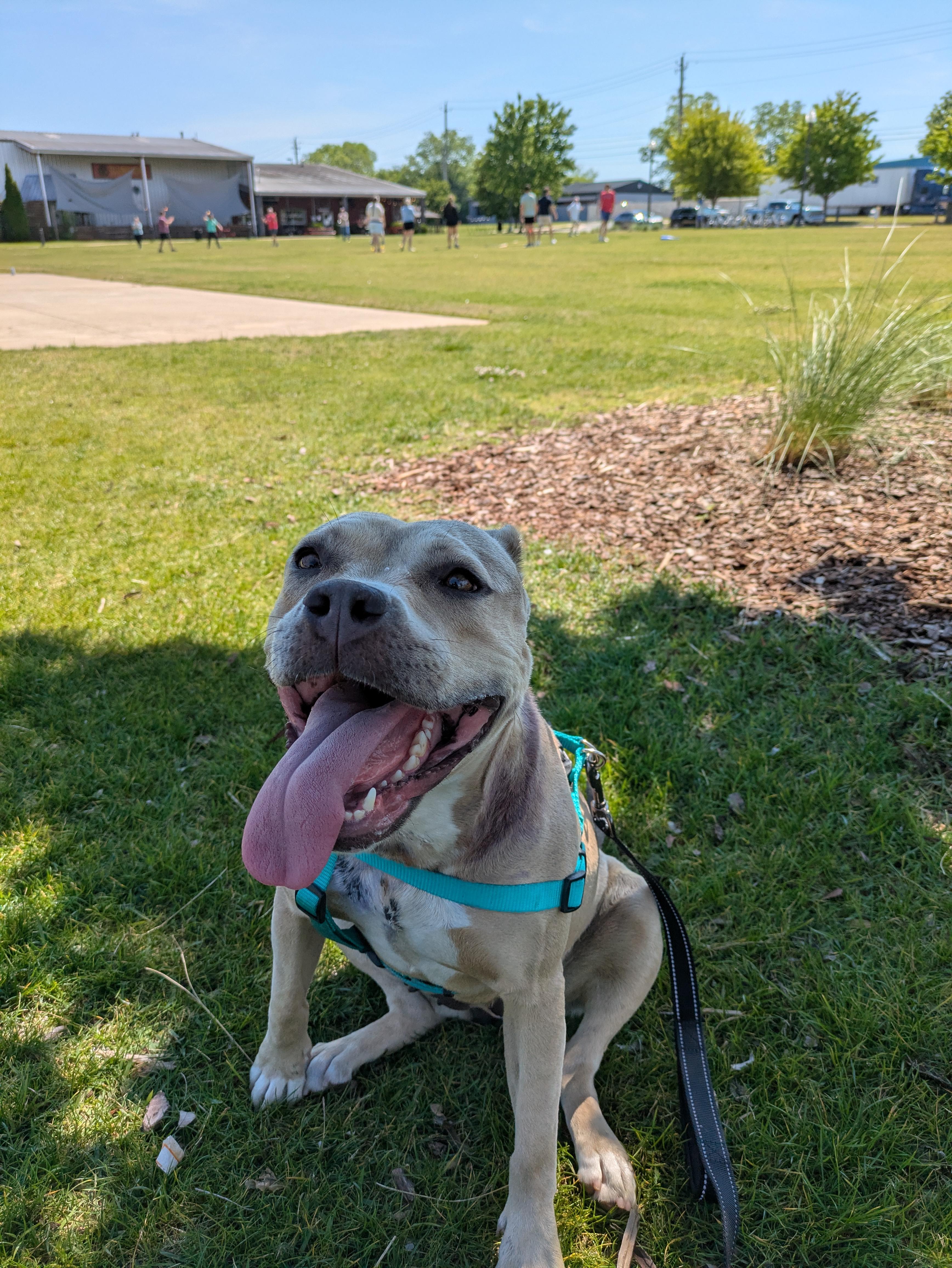 Enlarge Arya, a ADOPTABLE mixed breed in Huntsville, AL image 3/6