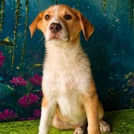 Monty, Adoptable, Young Male Australian Shepherd.