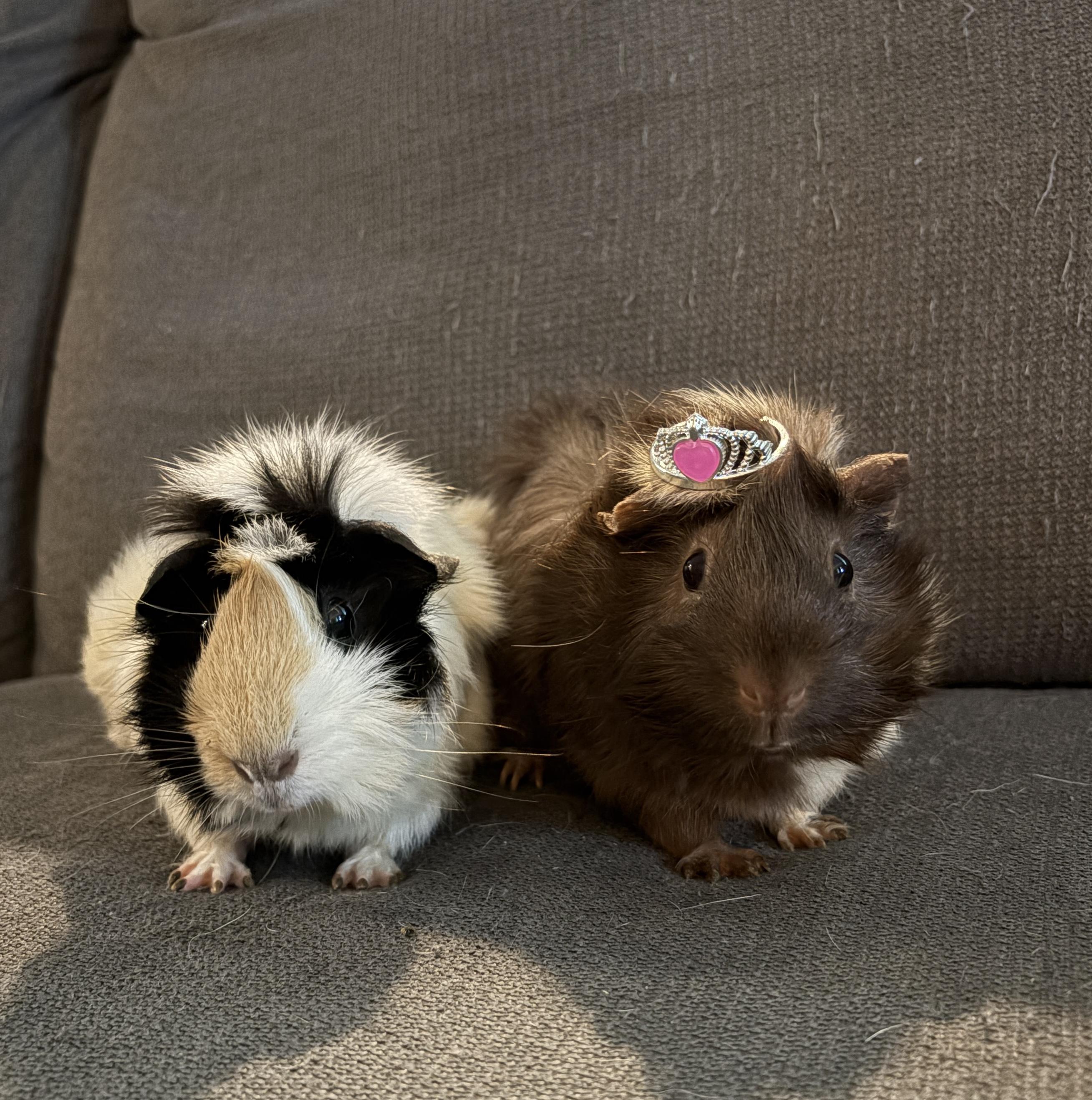 Lulu & Poppy, an adoptable Guinea Pig in Austin, TX image 1/2
