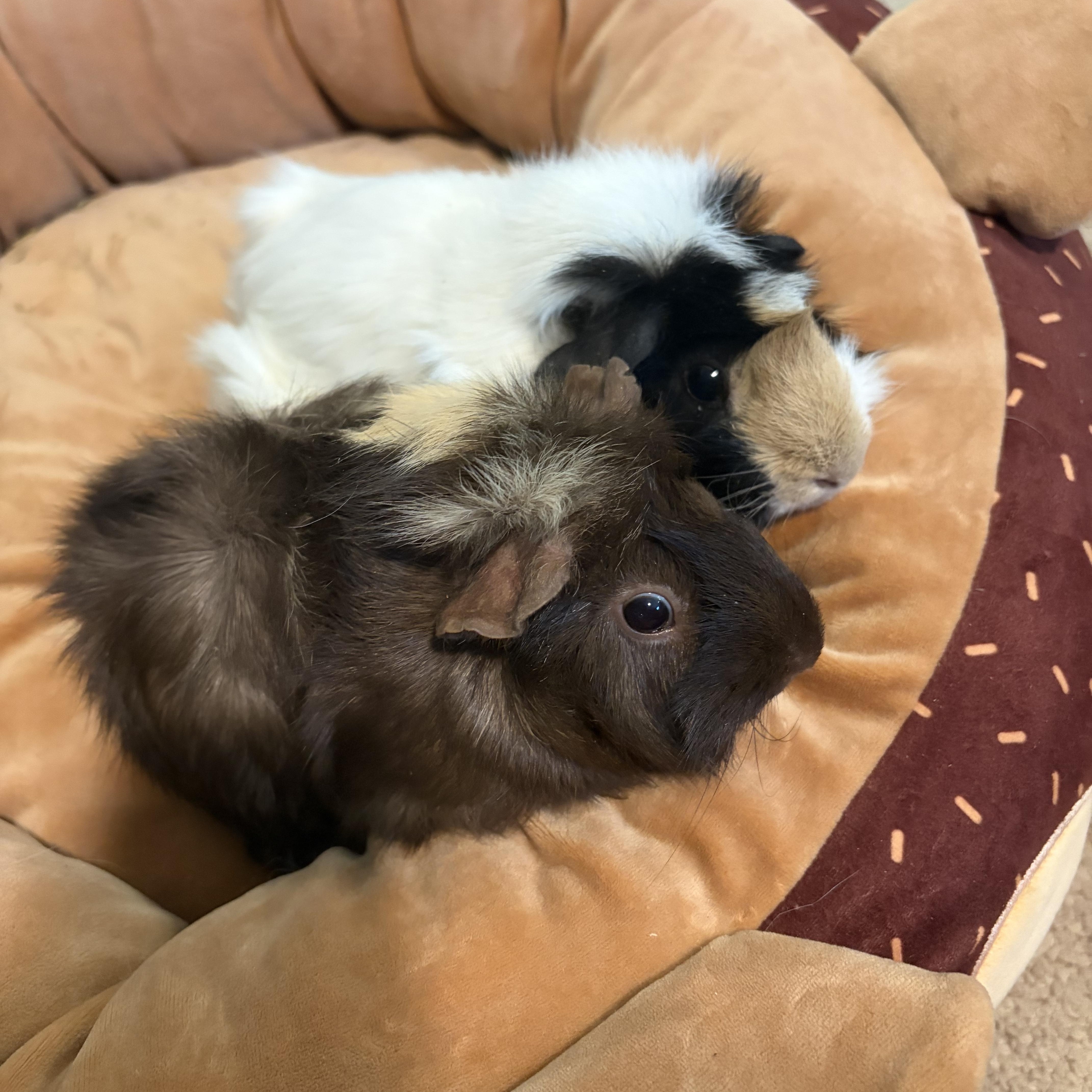 Enlarge Lulu & Poppy, an adoptable Guinea Pig in Austin, TX image 2/6