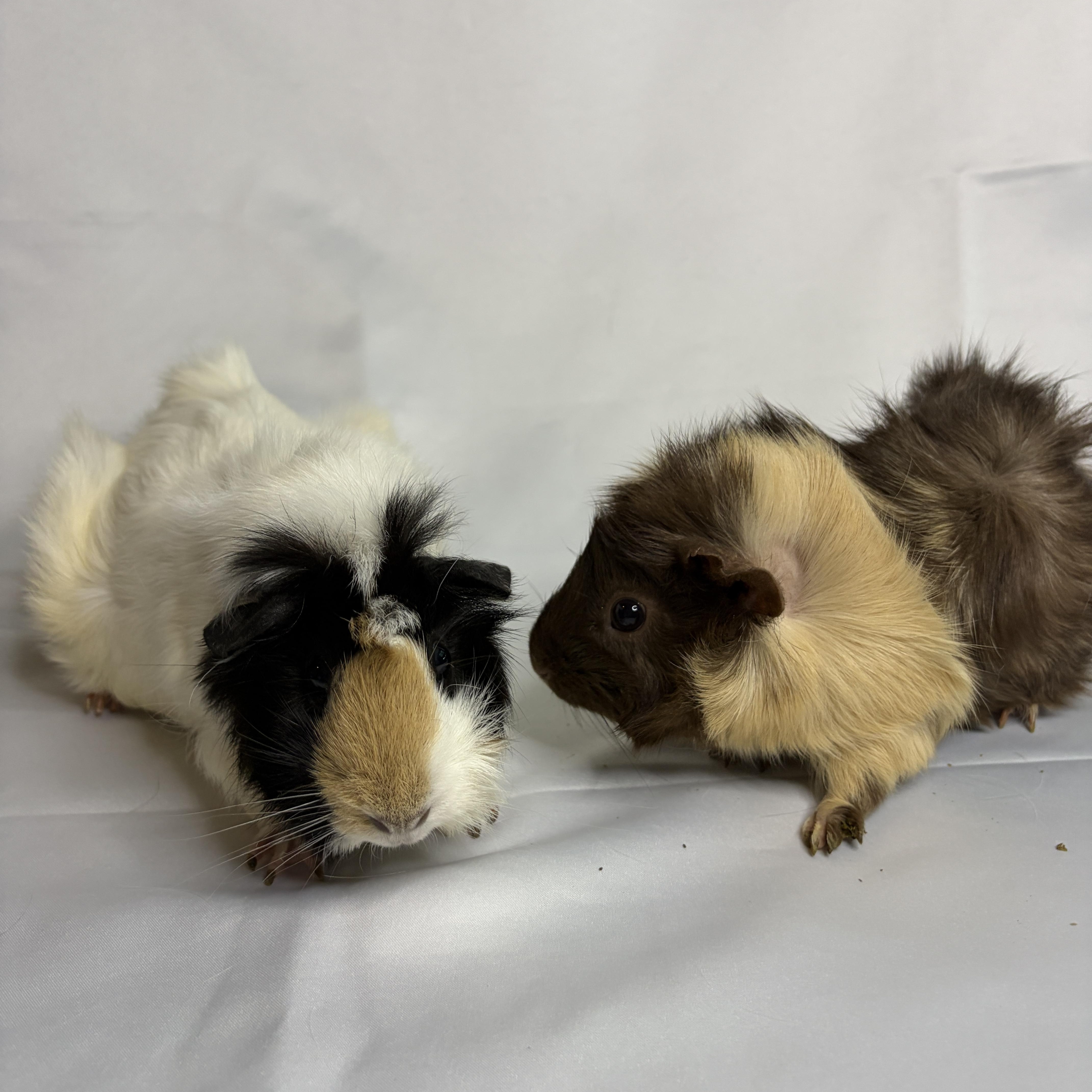 Lulu & Poppy, an adoptable Guinea Pig in Austin, TX image 2/2