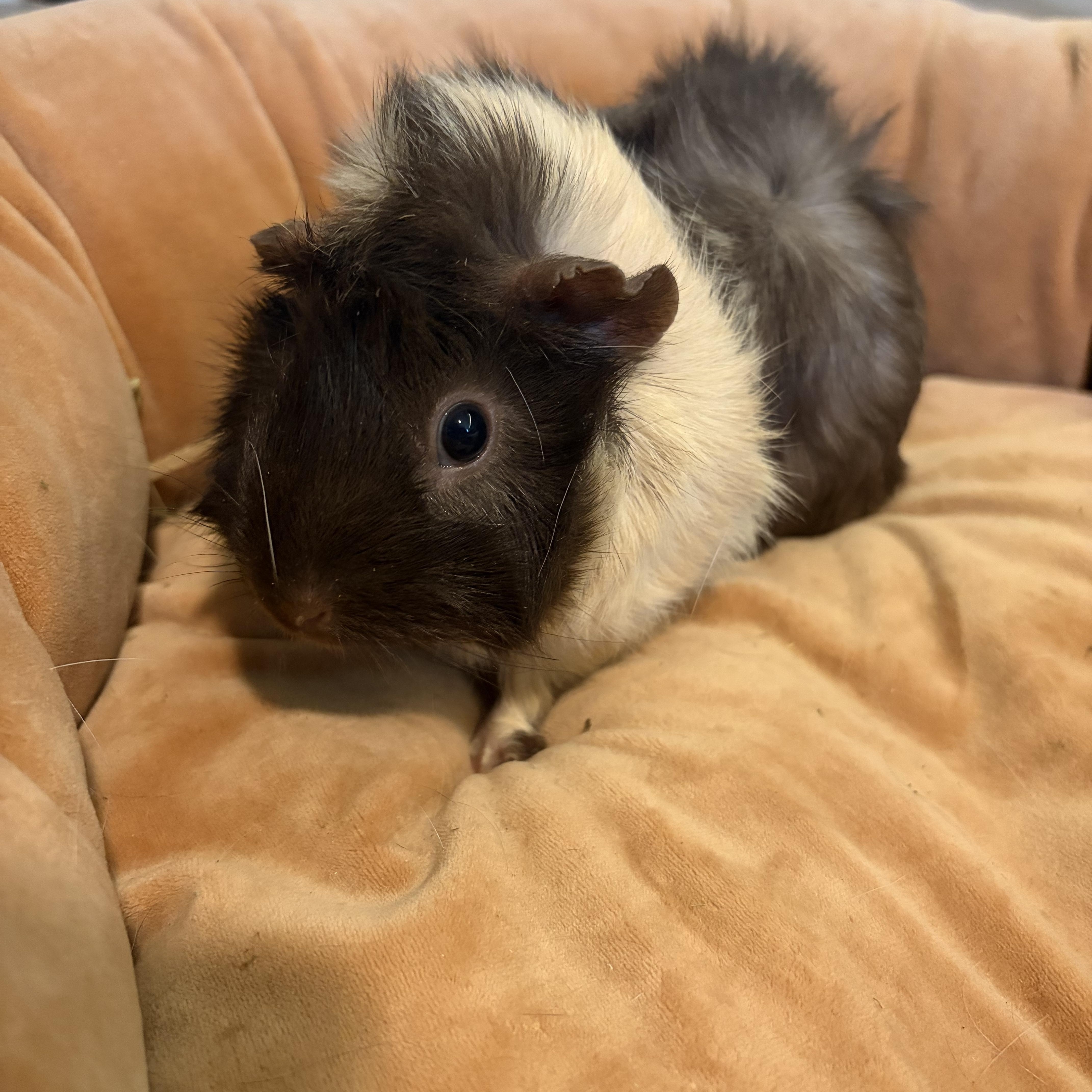 Enlarge Lulu & Poppy, an adoptable Guinea Pig in Austin, TX image 5/6